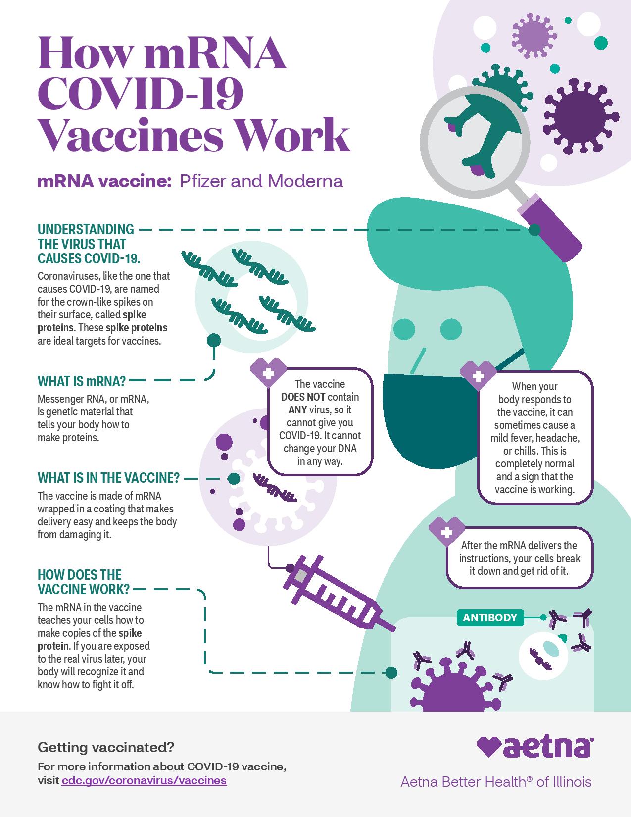 How vaccines work infographic page 2